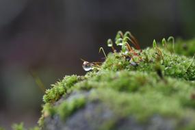 Close up of moss in water drops