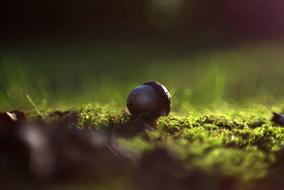 green moss in the dark forest