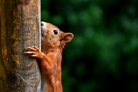 Squirrel Cute Animal
