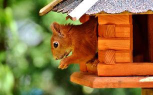 Squirrel Cute Animal