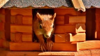 Squirrel Cute Animal