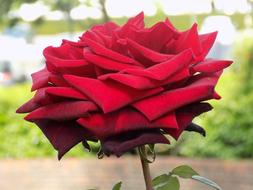 Flower Rose Red