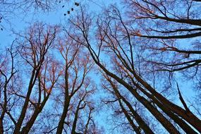 Tree Tops Trunks Branches