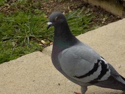 Pigeon Bird