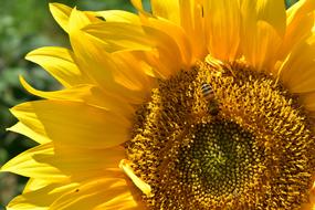 sunflower in the sunlight
