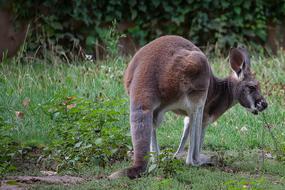 Kangaroo Marsupial Zoo