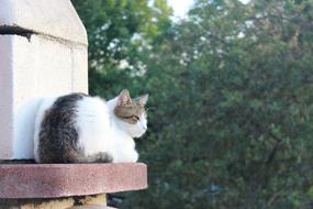 Cat Kitty in garden