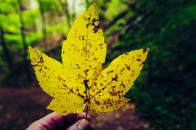 Close-up of the beautiful, yellow maple leaf with brown stains, in the hand, among the forest