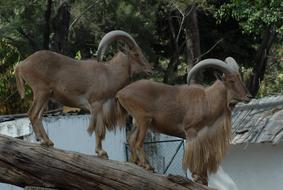 Horns goats Animals