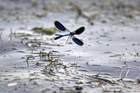 dragonfly flies over the lake