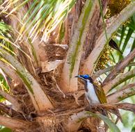 Bird Honey Eater Blue-Faced