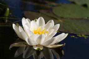 white lotus on the lake