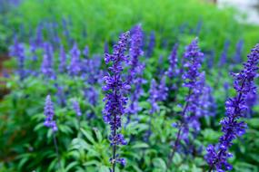 wildflower meadow