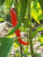 chili pepper garden