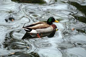 Duck Animal Nature