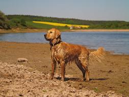 Golden Retriever Dog Pet