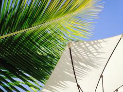 Palm tree branch with umbrella on the beach