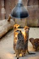 Meerkats lamp hot