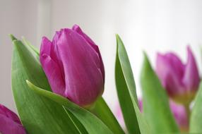 bouquet of gorgeous tulips