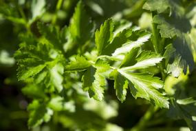 close up of plant leaves