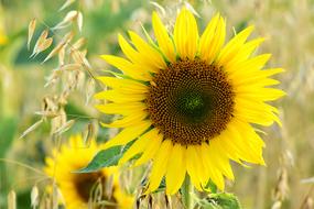 Sunflower in a field of wheat