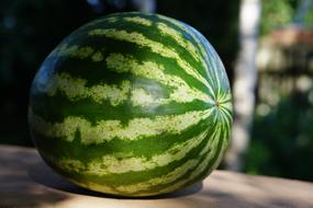 ripe watermelon is big