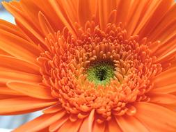orange flower in a bud