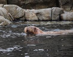 Walrus Animal Zoo