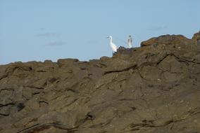 Fishers Bird