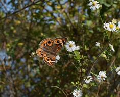 Buckeye Butterfly Insect