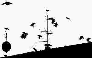 the black silhouette of birds on the roof