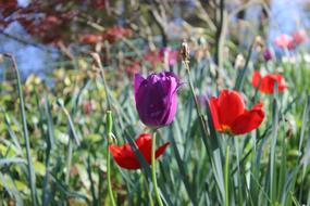 a field of colorful flowers
