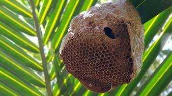 bee hive in a tree