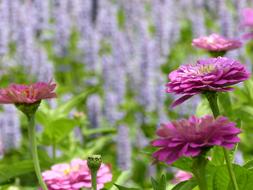 field beautiful flowers