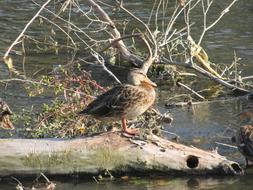 Duck River Animal
