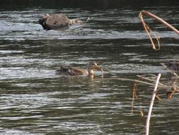 Duck River Animal