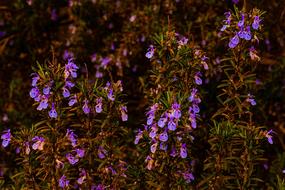 beautiful little flowers in the garden