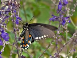 Insect Butterfly Colorful Black