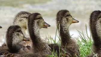 Duck Group Lake