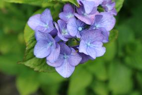 purple beautiful flowers