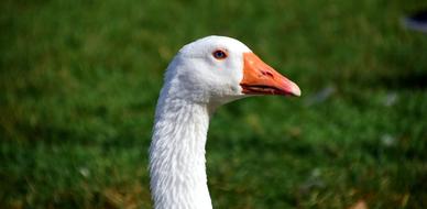 Goose Domestic Poultry