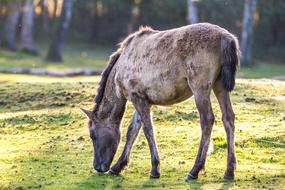 Brumby Horses Wild Horse