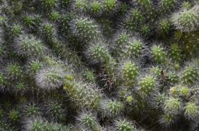 macro photography of thorny plants
