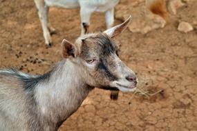 gray goat in a paddock on a farm