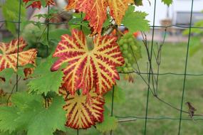 Grape orange flowers on the fence