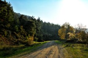 long drive in the woods