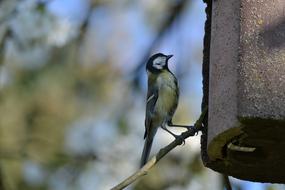 Bird Tit Blue