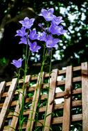 Flower Nature Blue