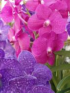 Orchid Purple Blossom