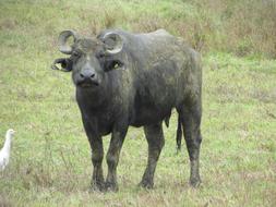 Buffalo Animal with Horns